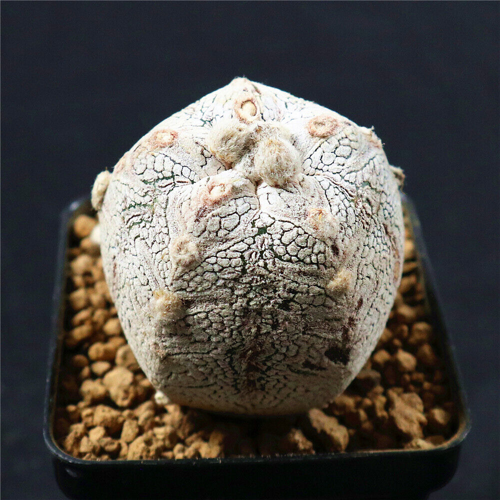Astrophytum Myriostigma Monstosus Rare Cactus Cacti 7287
