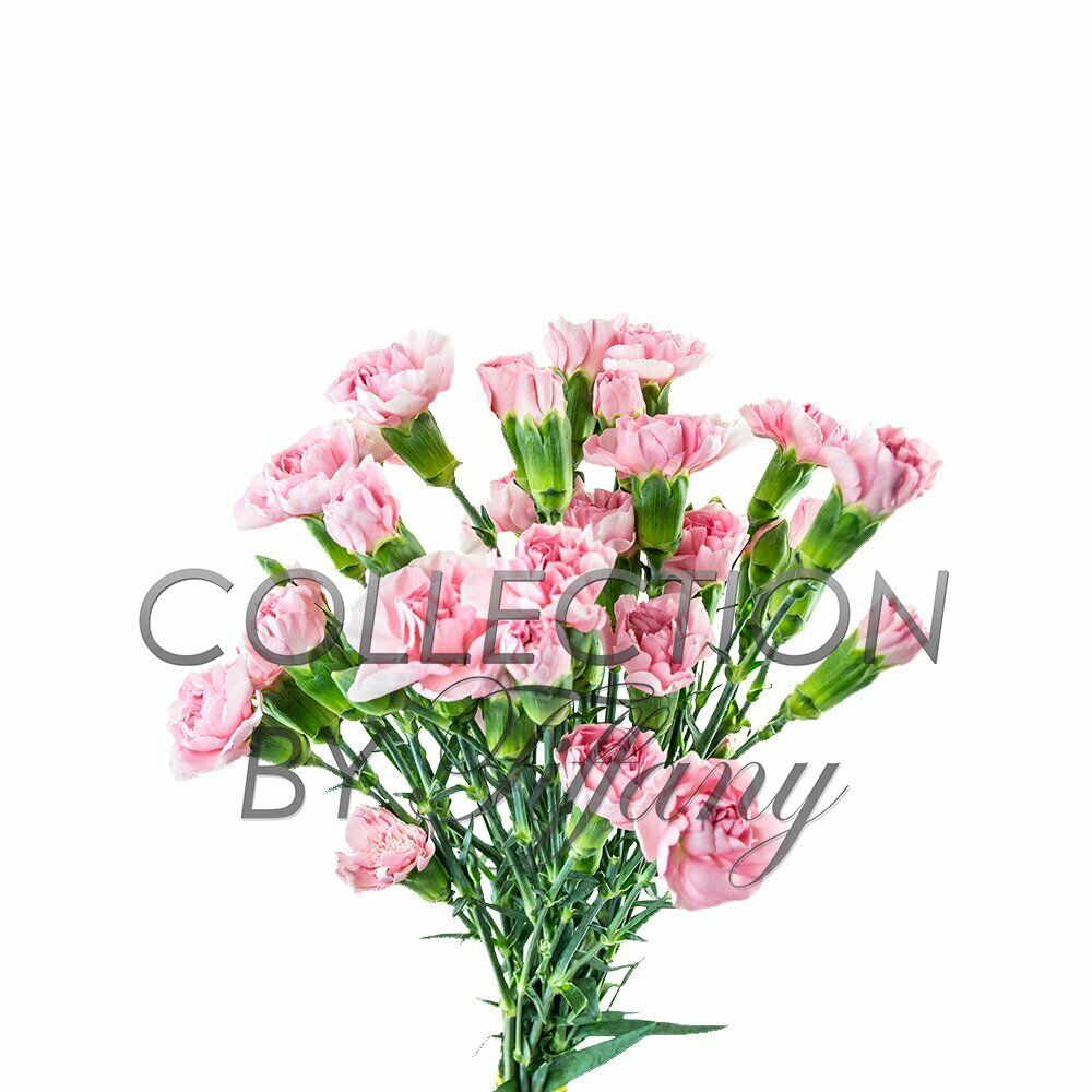 Mini Carnation Fresh Flower Long Lasting Vase Life Beautiful All Occasion 10s...
