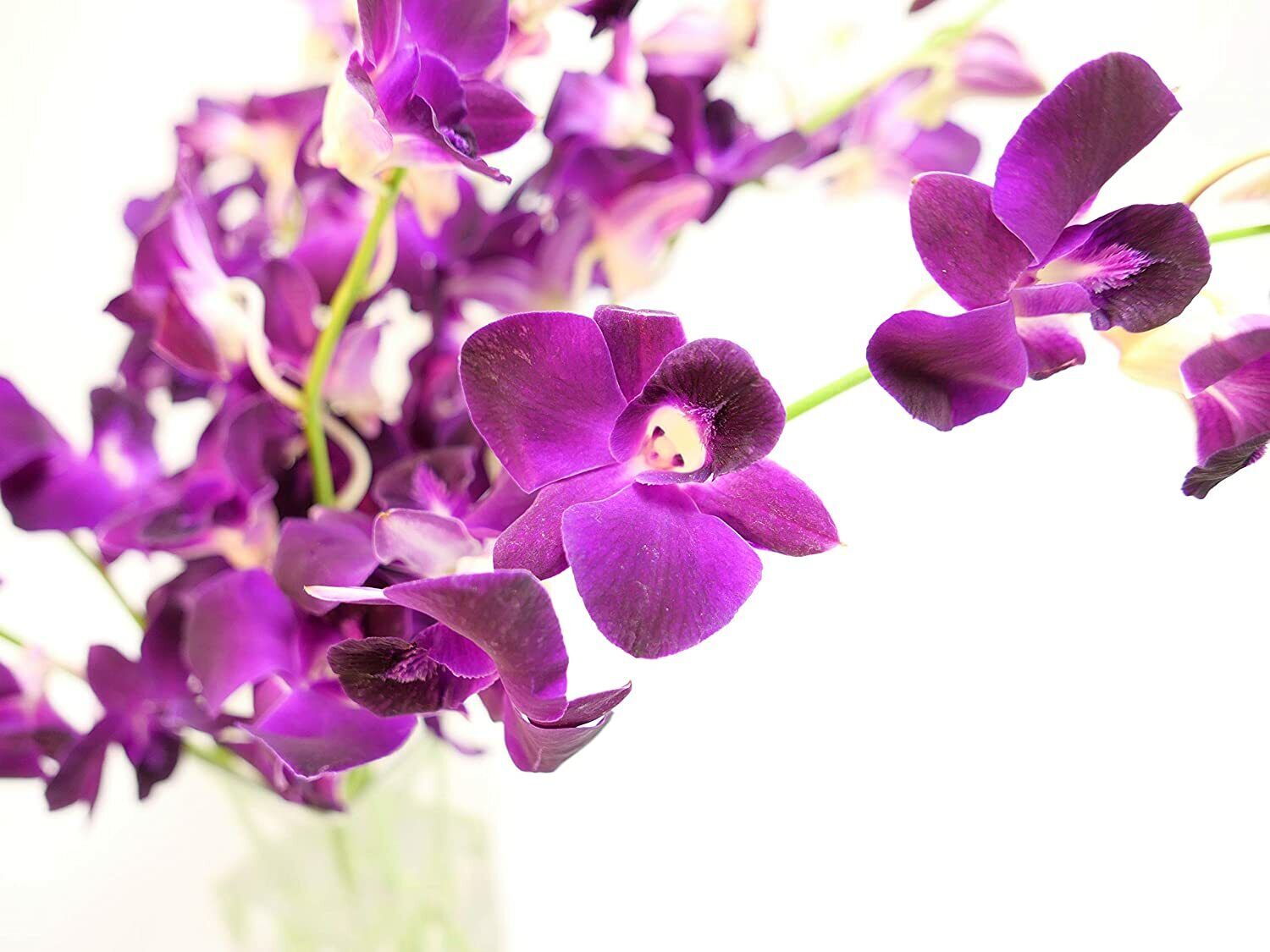 Dendrobium Deep Purple Cut Orchids By The Box Of 7 Bunches