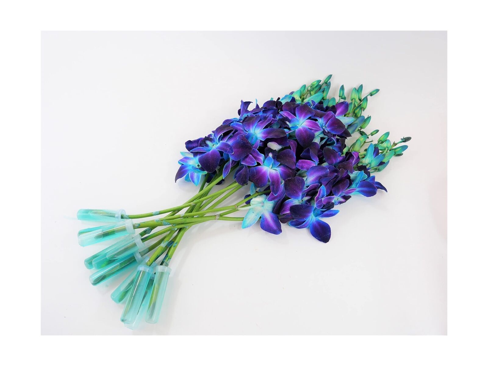 Dendrobium Dyed Blue Cut Orchids By The Box 5 Bunches