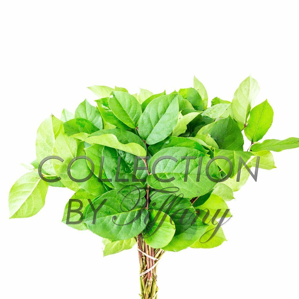 Fresh Salal (lemon) Leaf Green Vase & Basket Filler Large Bunch Long Lasting