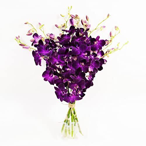 Athena’s Garden Fresh Cut Purple Orchids Flowers 50 Stems Dendrobium Orchids ...