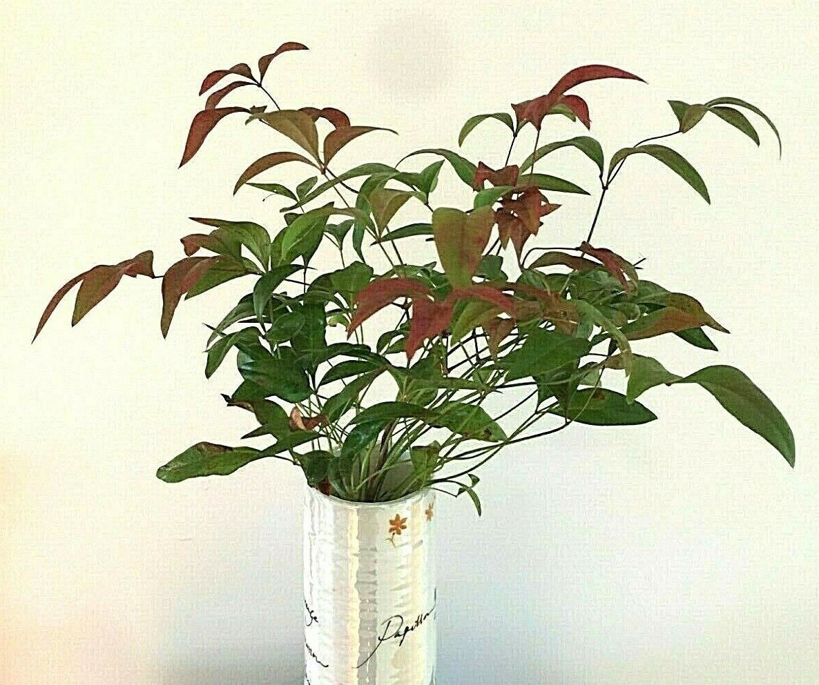 10" To 14" Tall Fresh Cut Live Nandina Plant For Fresh Floral Flower Arrangement